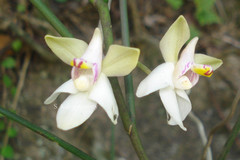 Papilionanthe cylindrica